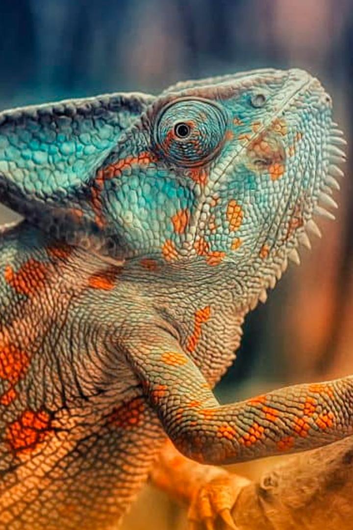 Хамелеоны мира (hameleony-mira) Документальный фильм