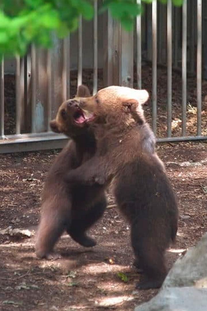 Медвежата на прогулке (medvezhata-na-progulke) Документальный сериал