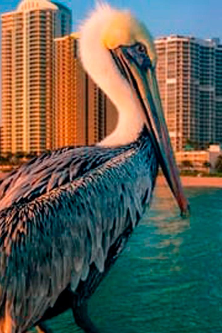 Miami Wild (miami-wild) Документальный фильм