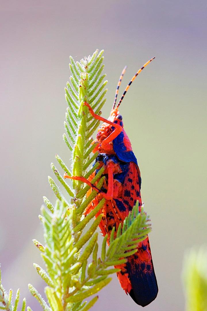 Дикая Австралия (dikaja-avstralija) Документальный сериал