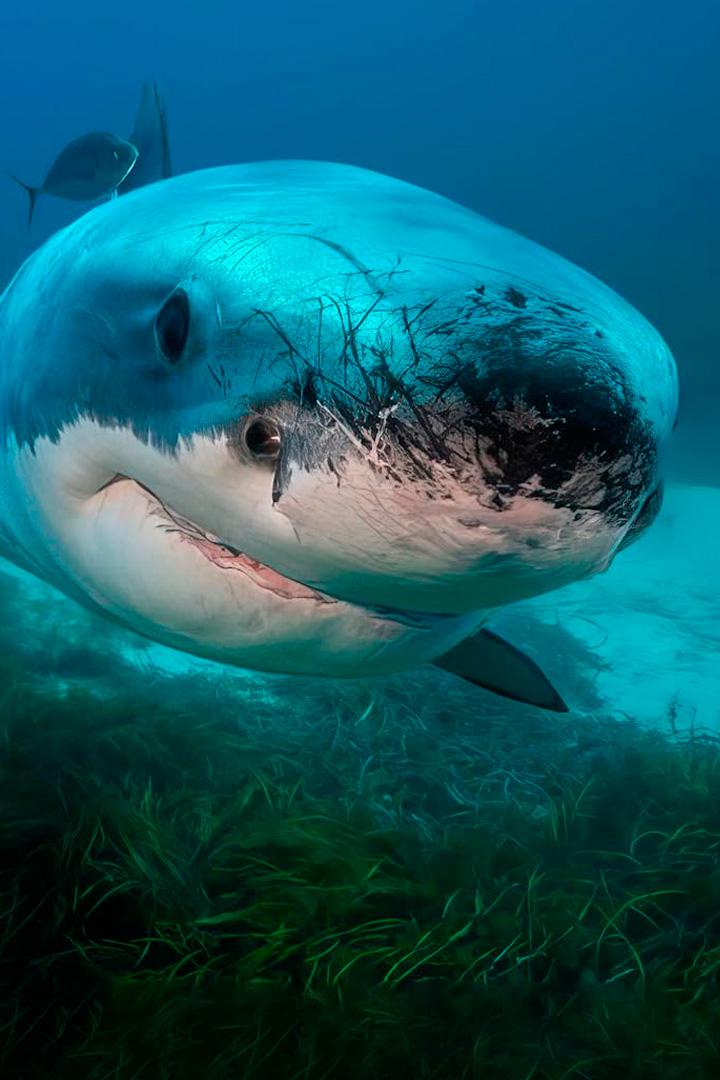 12 оттенков серого (12-ottenkov-serogo) Документальный фильм