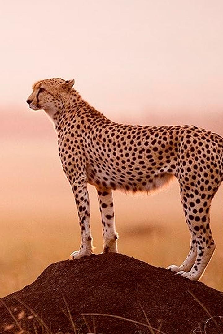Return of the Cheetah (return-of-the-cheetah) Документальный фильм