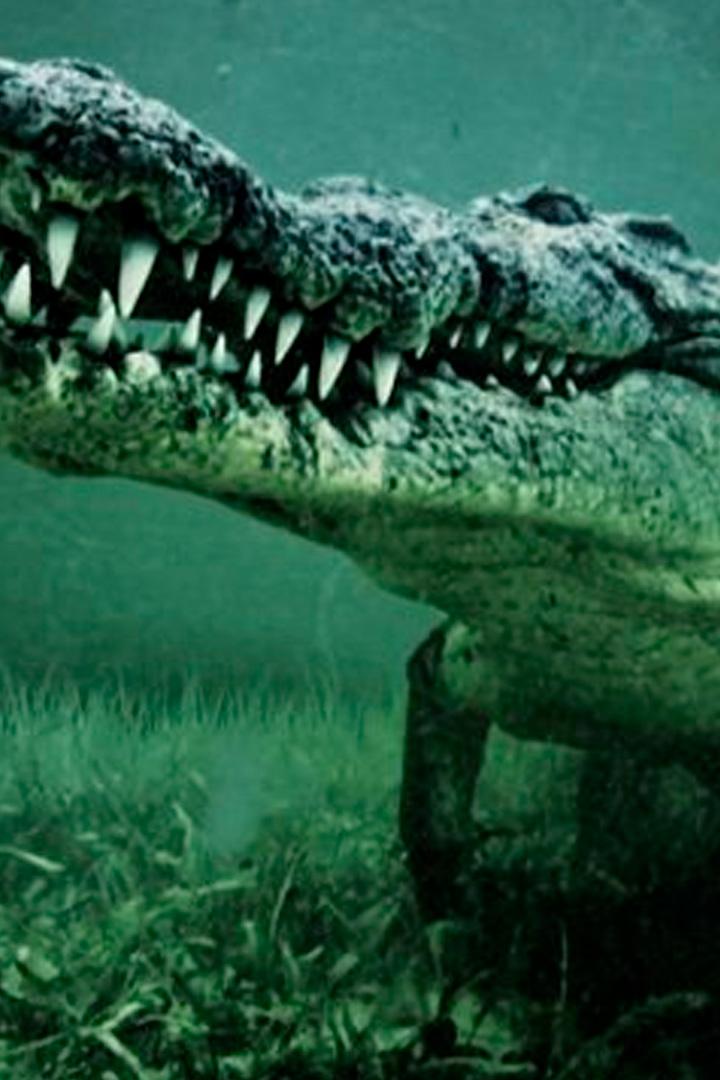 Животные-убийцы (zhivotnye-ubijtsy) Документальный фильм