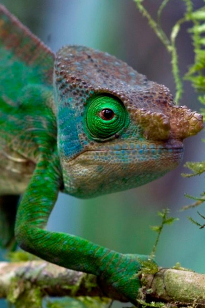 Фантастические существа Мадагаскара (fantasticheskie-suschestva-madagaskara) Документальный фильм