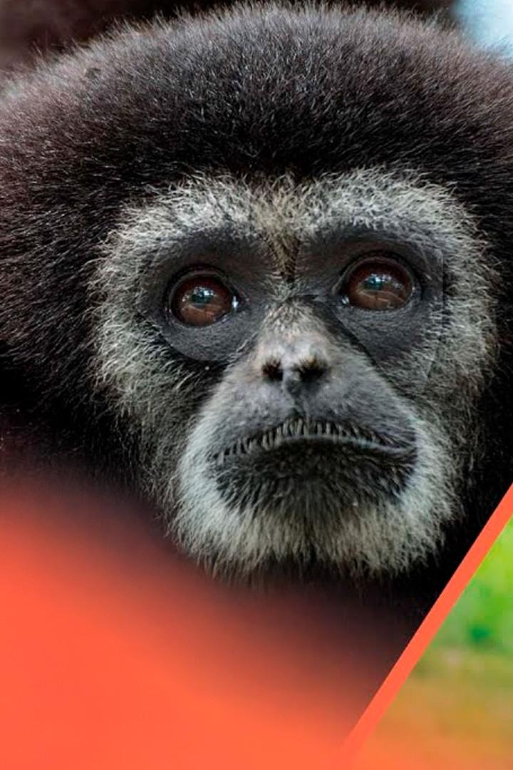 Спасти слонов и гиббонов Индонезии (spasti-slonov-i-gibbonov-indonezii) Документальный фильм