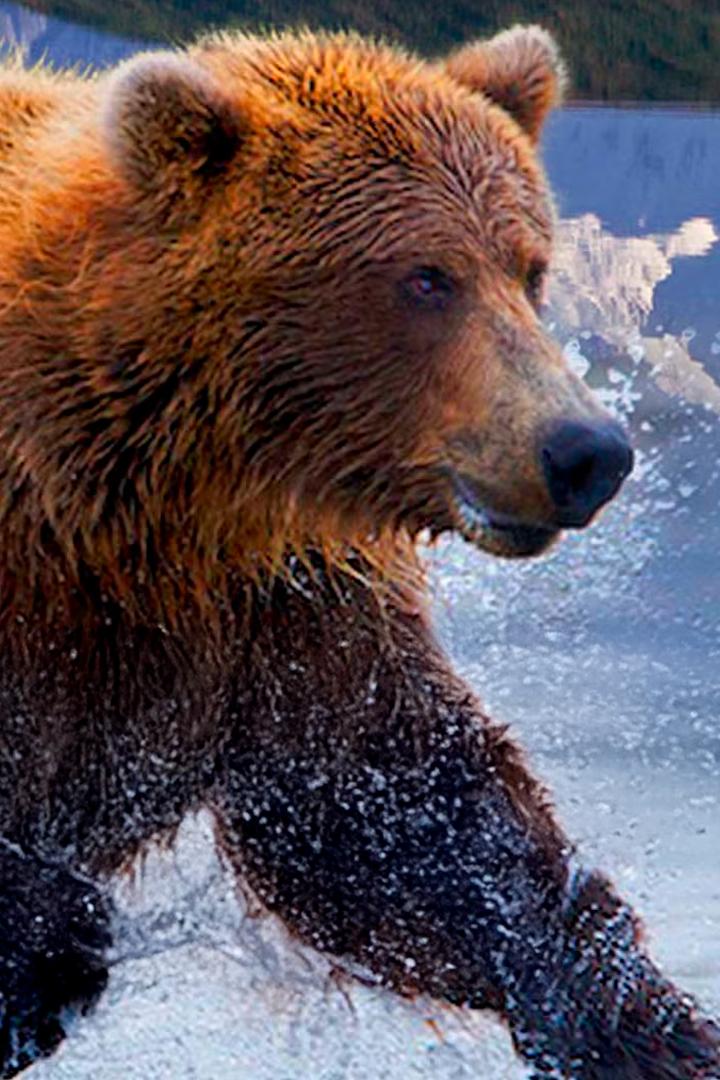 Дикая природа Америки (dikaja-priroda-ameriki) Документальный сериал