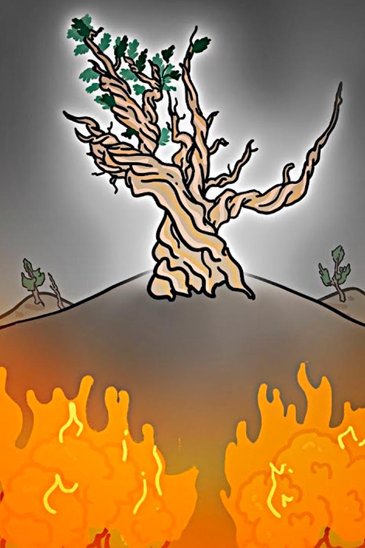 Знакомьтесь: Мафусаил. Ему 5000 лет (znakomtes-mafusail-emu-5000-let) Познавательное