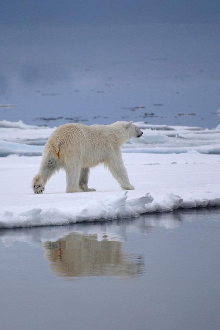 Nach der langen Nacht – Der Winter in Spitzbergen (nach-der-langen-nacht-der-winter-in-spitzbergen) Познавательное