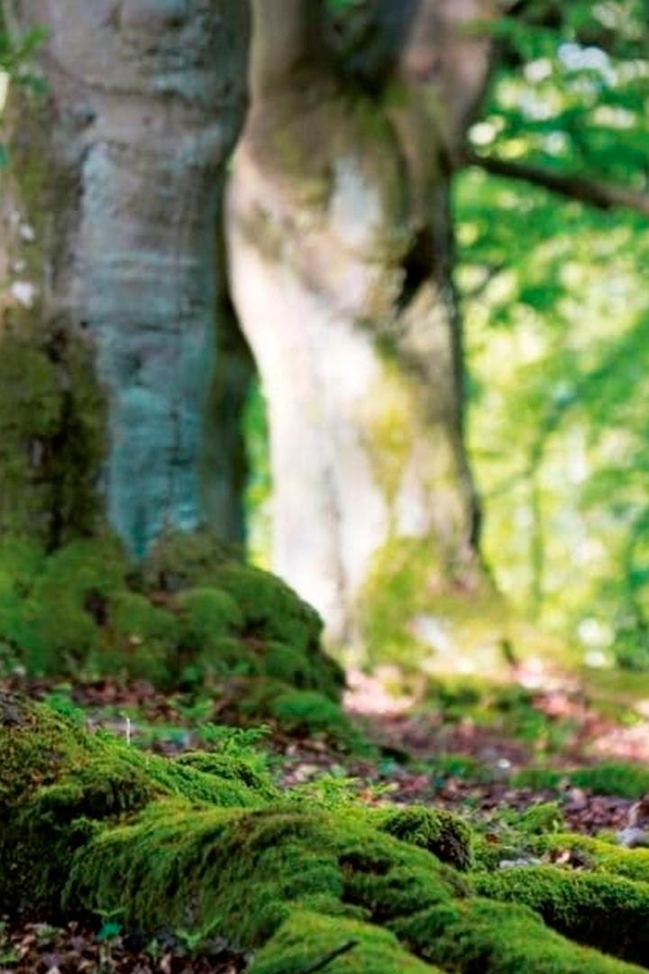 Дикая природа Германии (dikaja-priroda-germanii) Документальный сериал