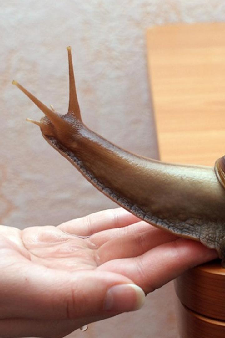 Лечебные животные (lechebnye-zhivotnye) Познавательное