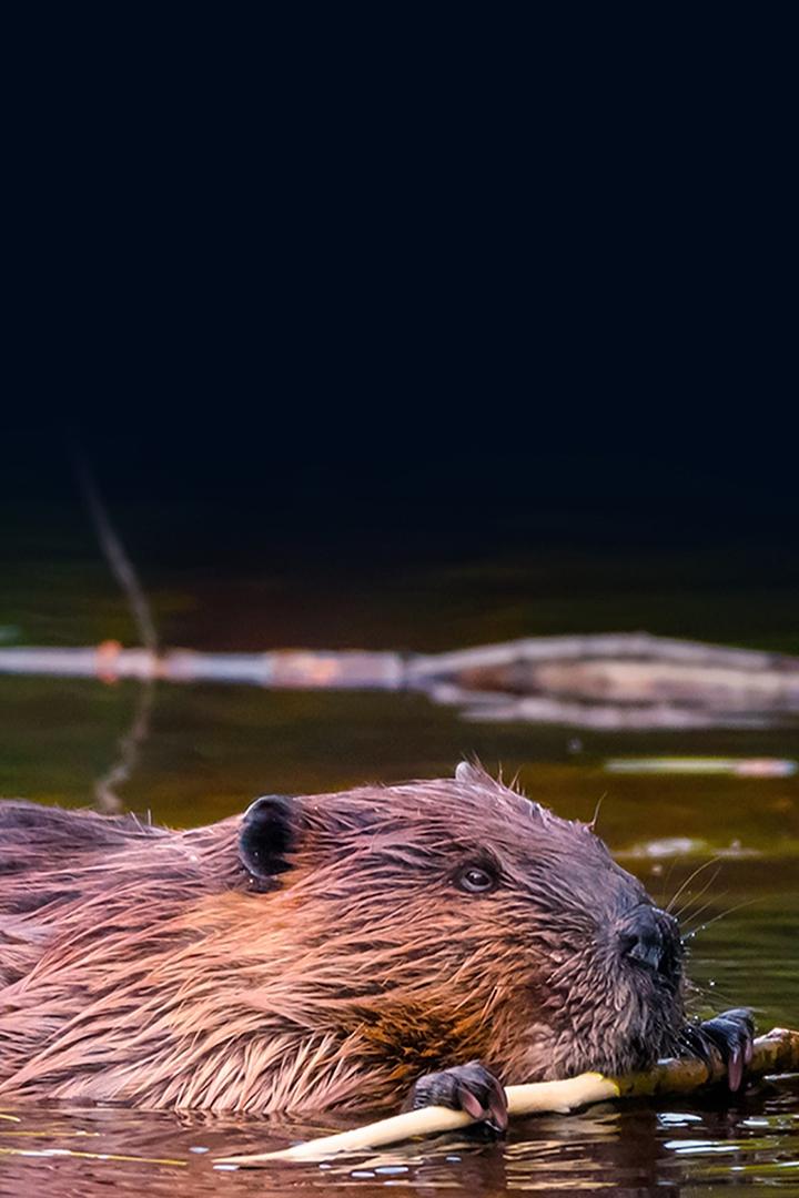 Животные-строители (zhivotnye-stroiteli) Документальный фильм