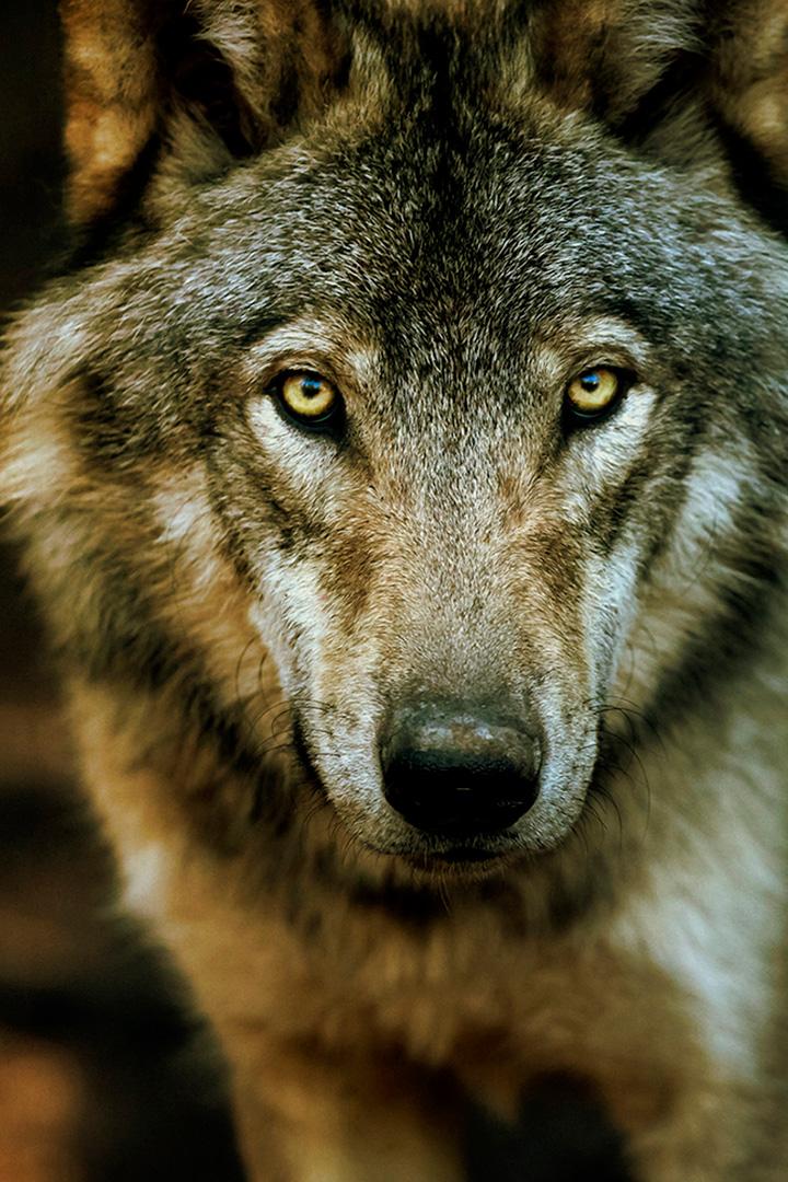 Экспедиция «Волк» (ekspeditsija-volk) Документальный фильм