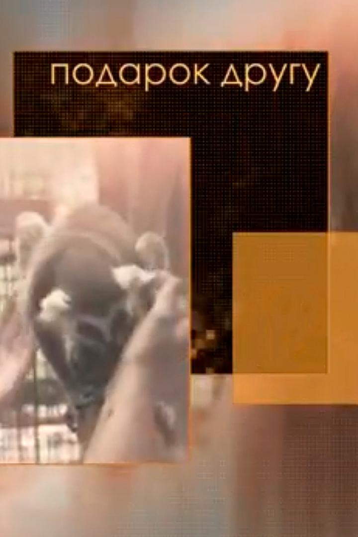 Подарок другу (podarok-drugu) Познавательное