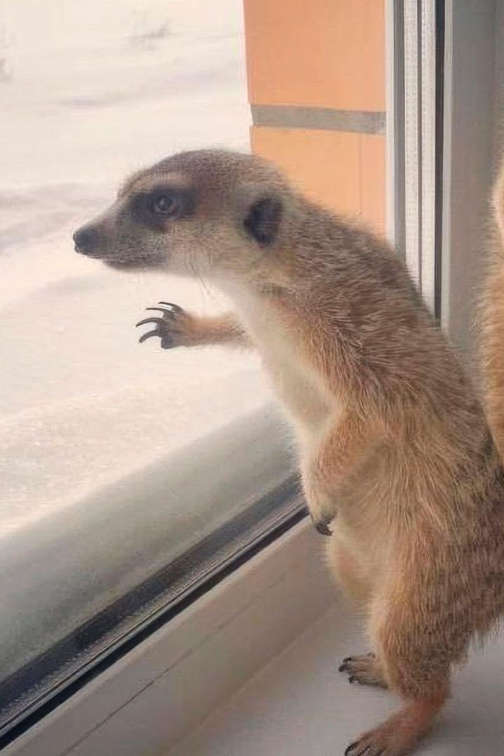 Домашняя экзотика (domashnjaja-ekzotika) Познавательное