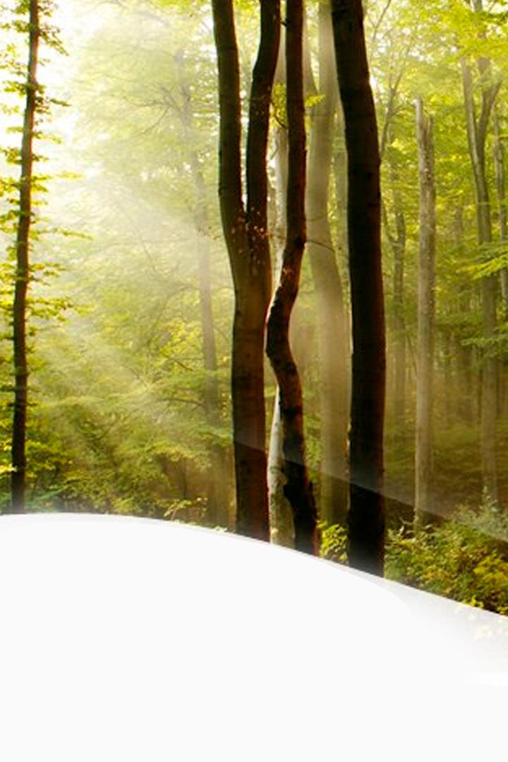 Big Forest (big-forest) Музыка