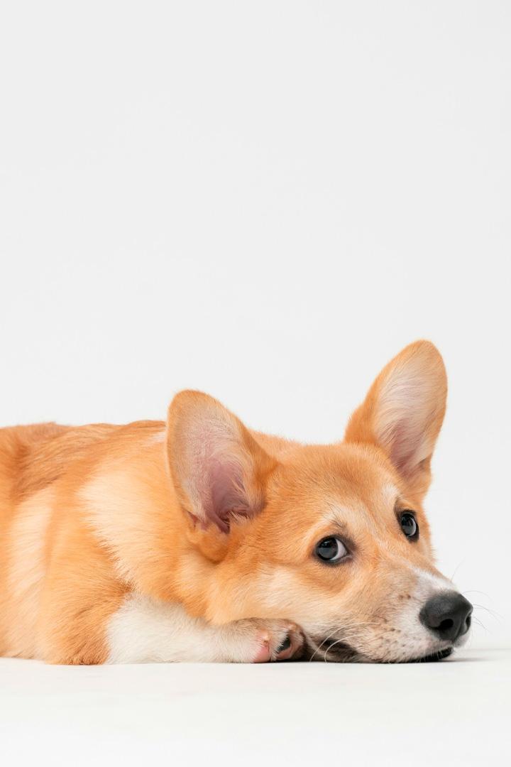 Такие разные собаки (takie-raznye-sobaki) Познавательное