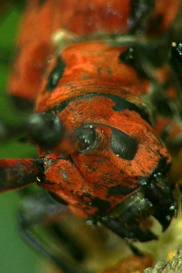 Насекомые. Битва инстинктов (nasekomye-bitva-instinktov) Документальный фильм