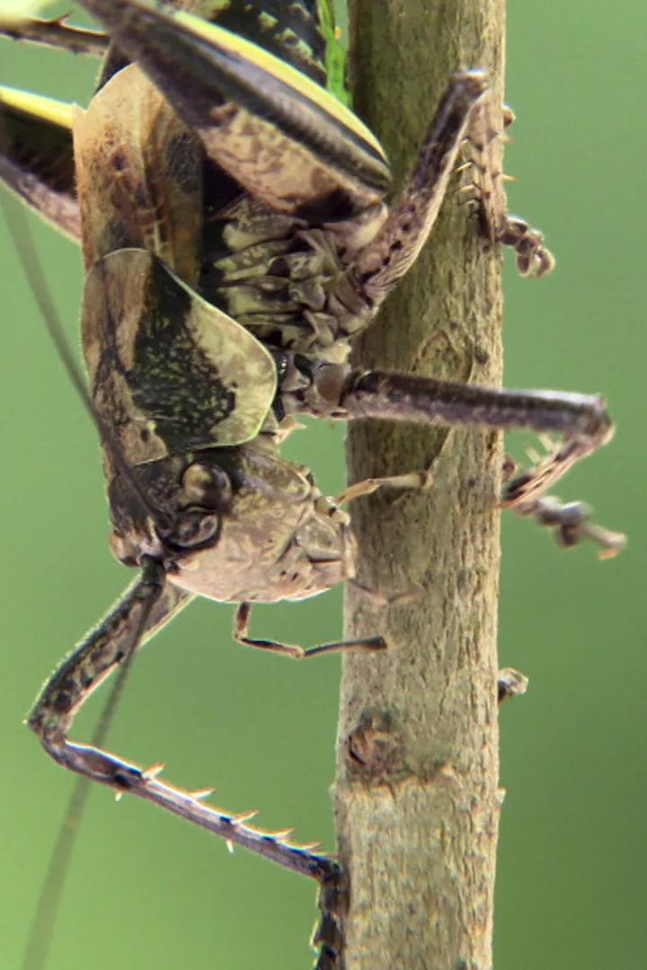 Насекомые. Материнский инстинкт (nasekomye-materinskij-instinkt) Документальный фильм