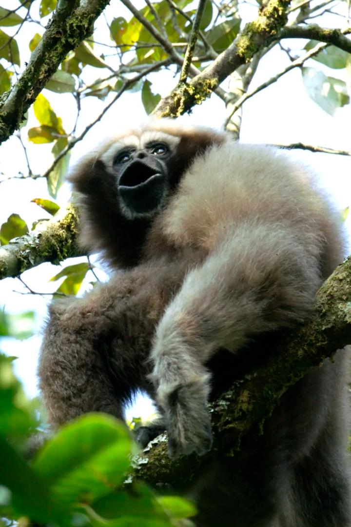 Cântec de dragoste pentru o maimuță (cntec-de-dragoste-pentru-o-maimu) Документальный фильм