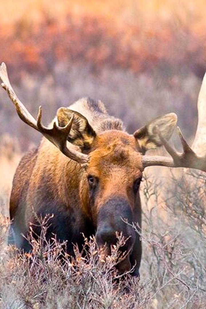 Preriile, natura necunoscută a Americii (preriile-natura-necunoscut-a-americii) Документальный фильм