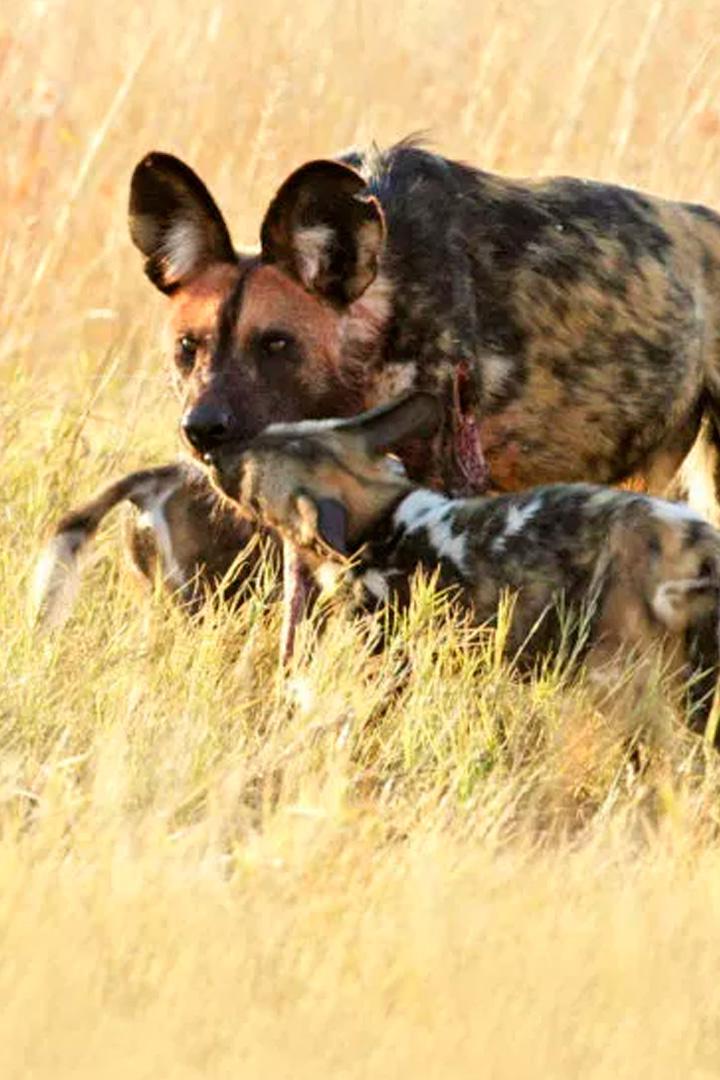 Заклятые враги: кошки против собак (zakljatye-vragi-koshki-protiv-sobak) Документальный фильм