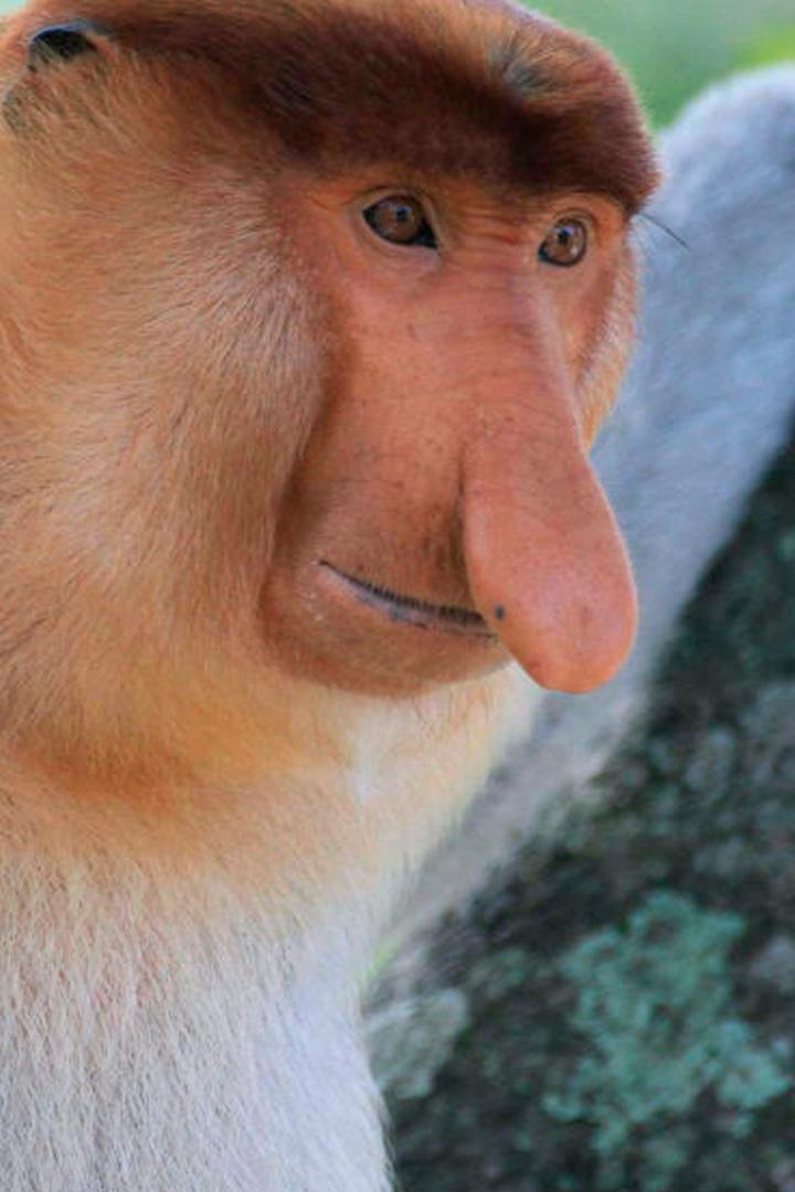 Секретное королевство Борнео: странные и дикие (sekretnoe-korolevstvo-borneo-strannye-i-dikie) Документальный фильм