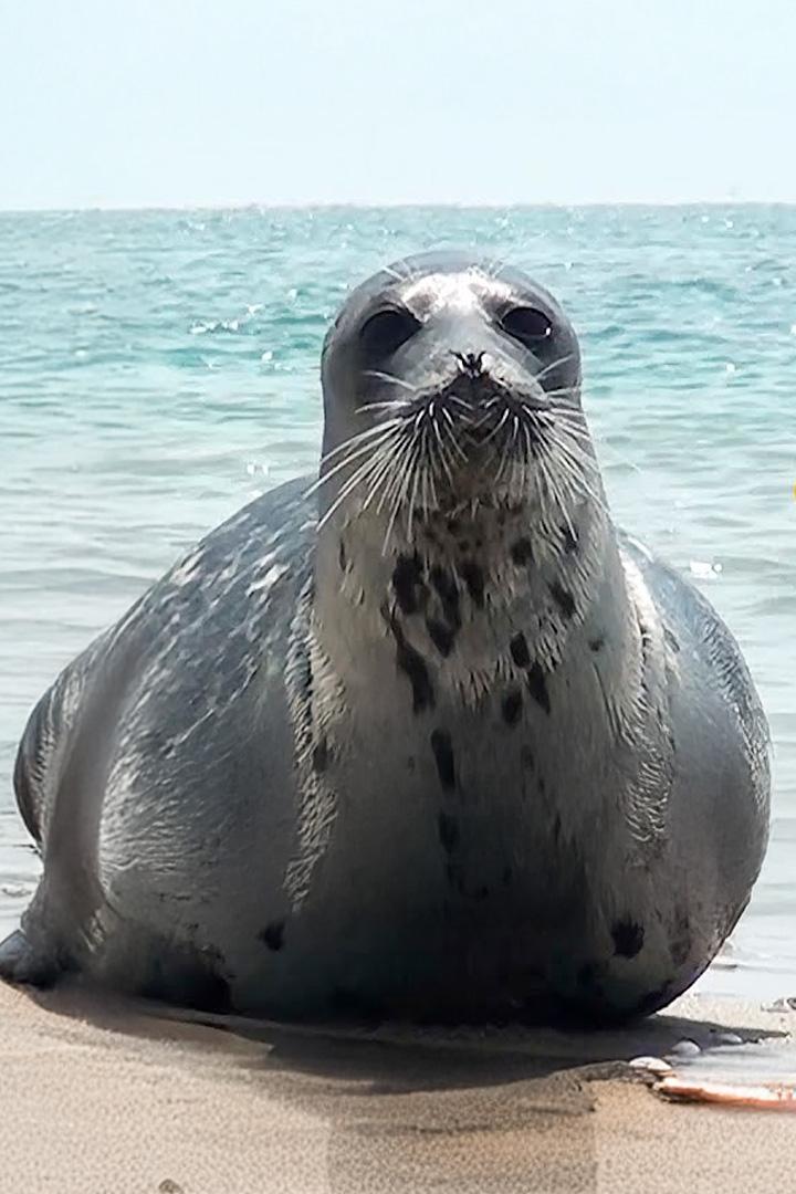Бой тюленя (boj-tjulenja) Документальный фильм