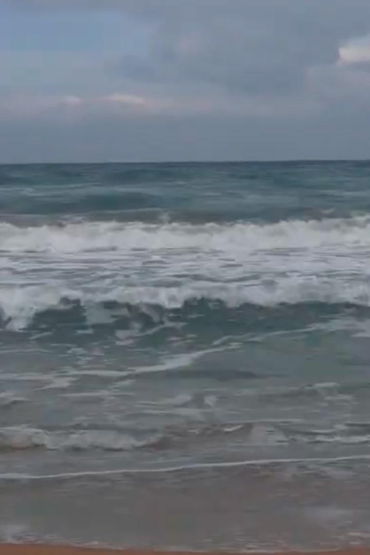 Сохраним Каспийского тюленя (sohranim-kaspijskogo-tjulenja) Документальный фильм