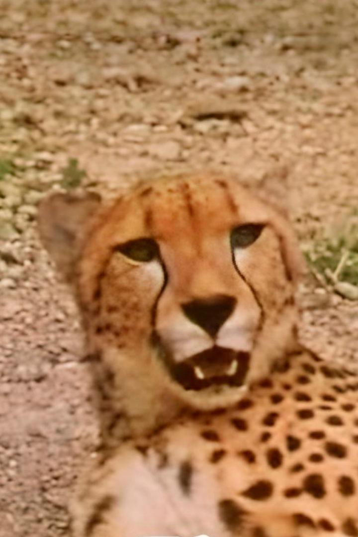 Гепард возвращается (gepard-vozvraschaetsja) Фильм 1985