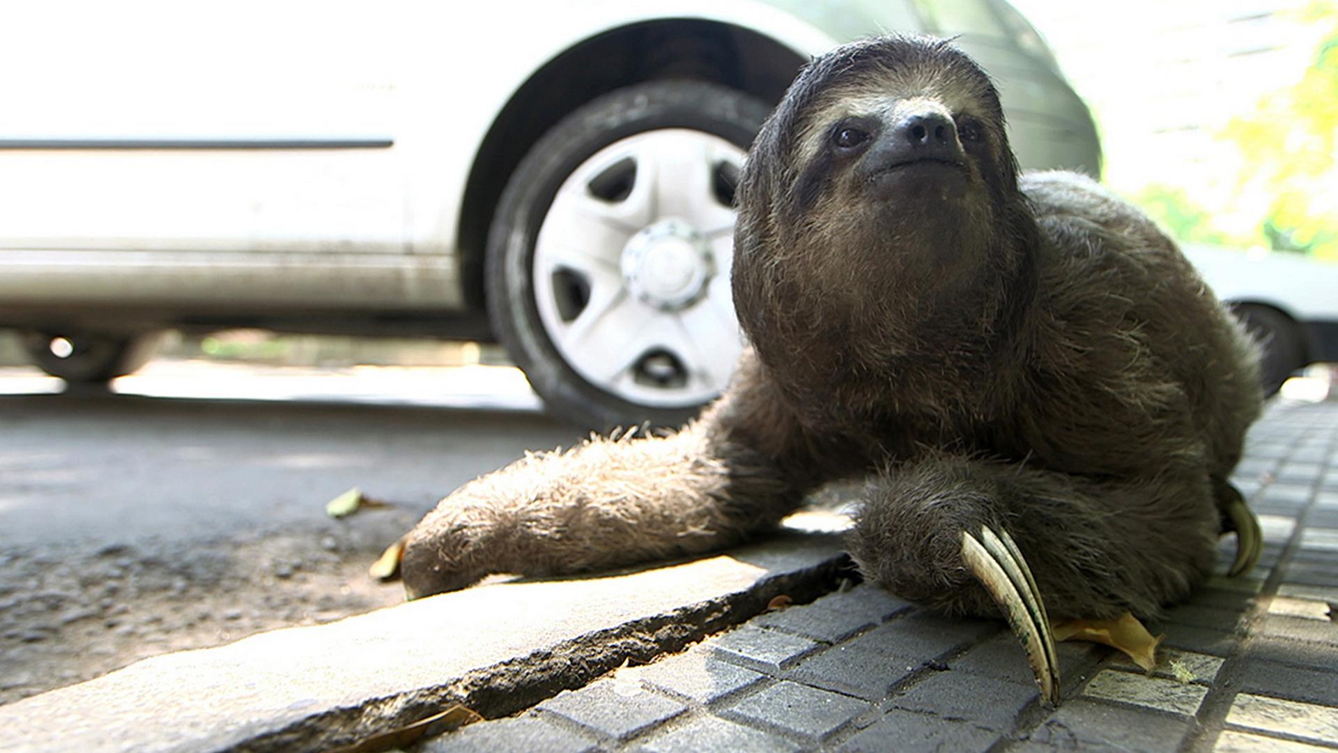 Городские джунгли (gorodskie-dzhungli) Реалити-шоу