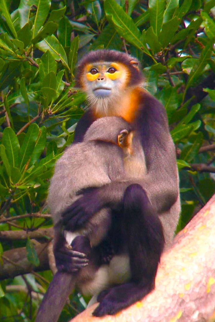 Камбоджа - Великие Сокровища Природы (kambodzha-velikie-sokrovischa-prirody) Документальный фильм