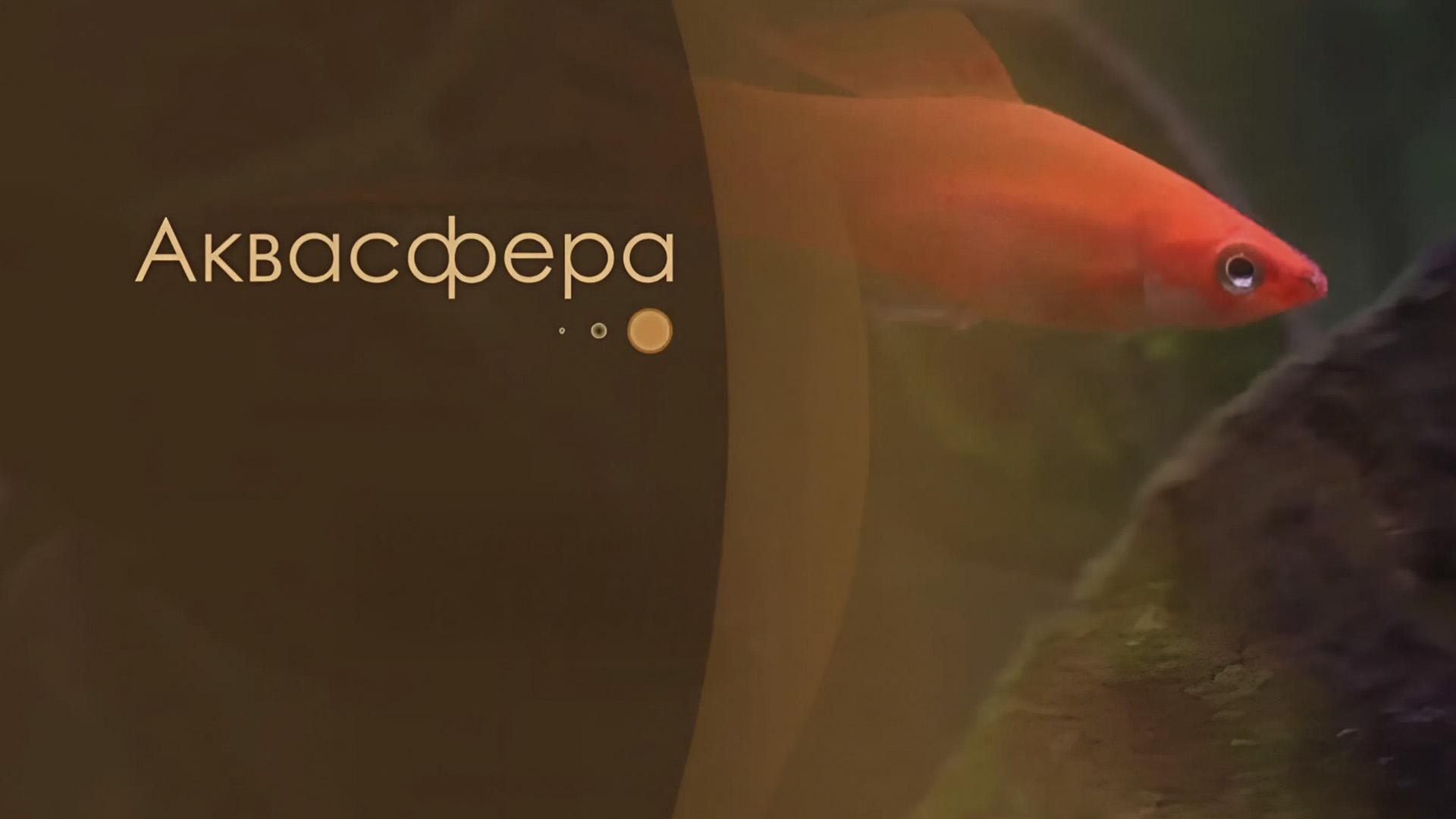 Аквасфера (akvasfera) Познавательное