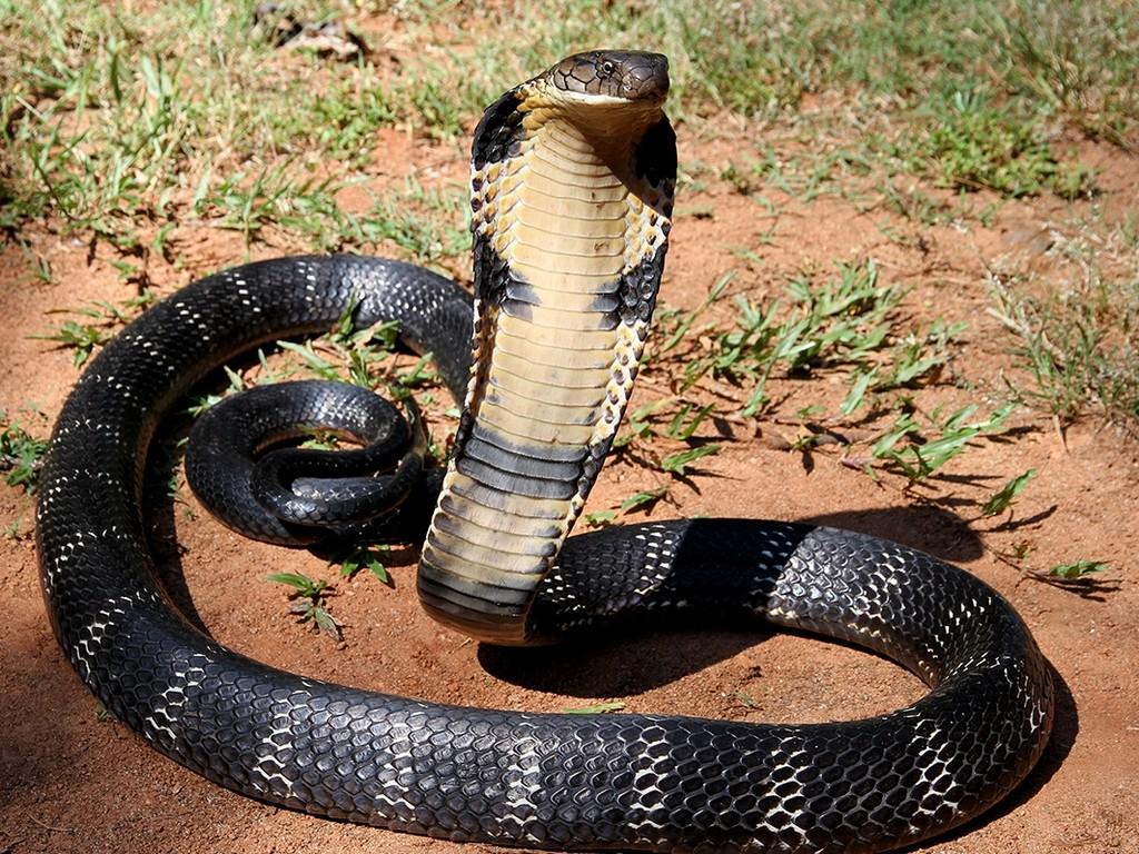 Королевская кобра (korolevskaja-kobra) Документальный фильм