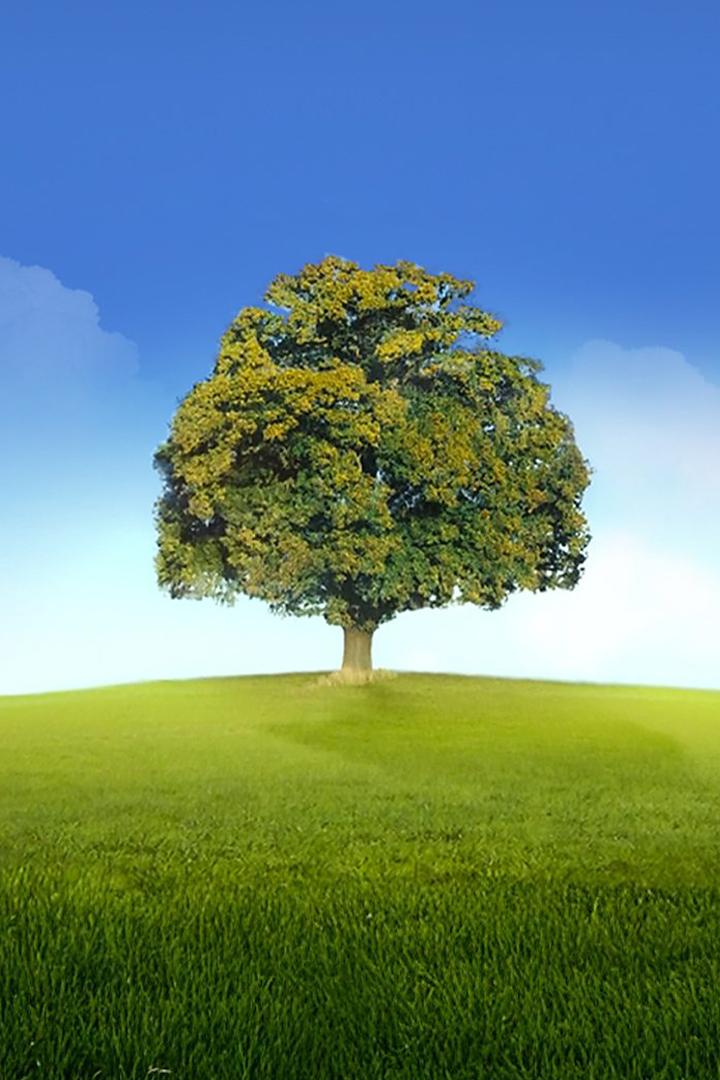 Who Do You Think You Are? USA (who-do-you-think-you-are-usa) Документальный сериал