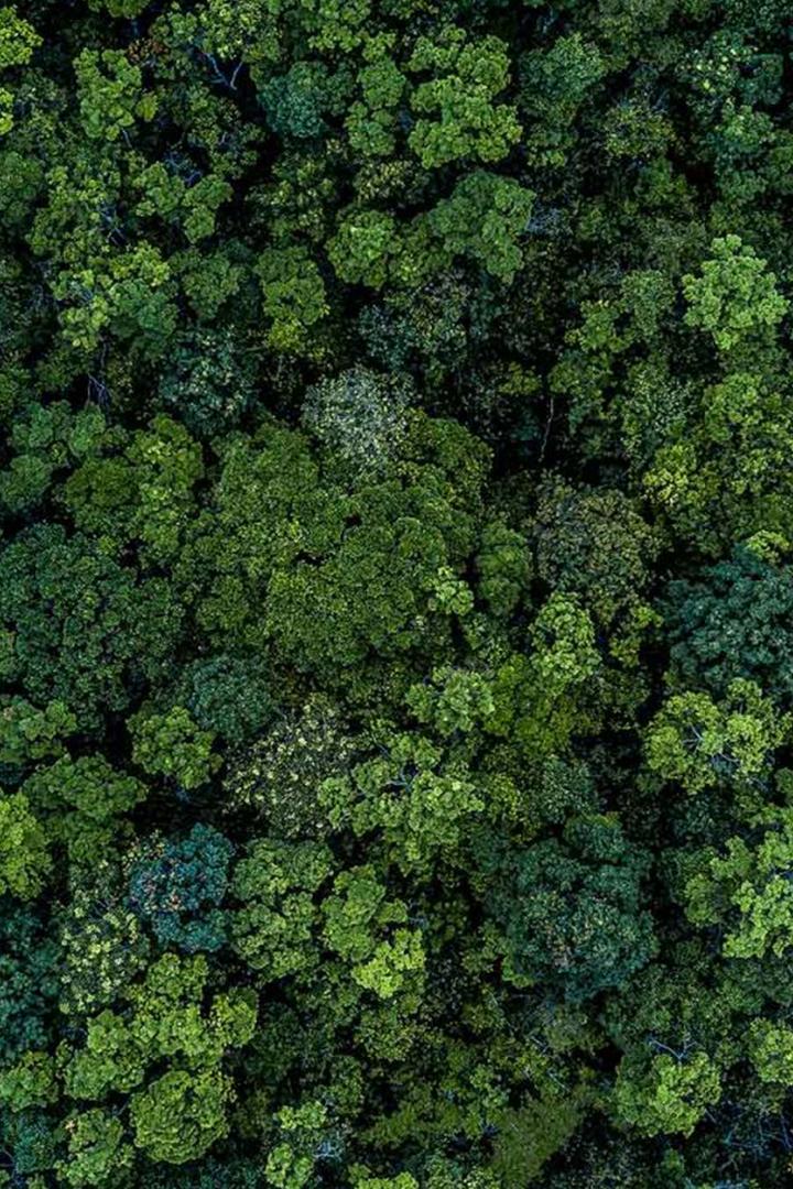 Życie lasu — bogactwo przyrodnicze (ycie-lasu-bogactwo-przyrodnicze) Документальный фильм