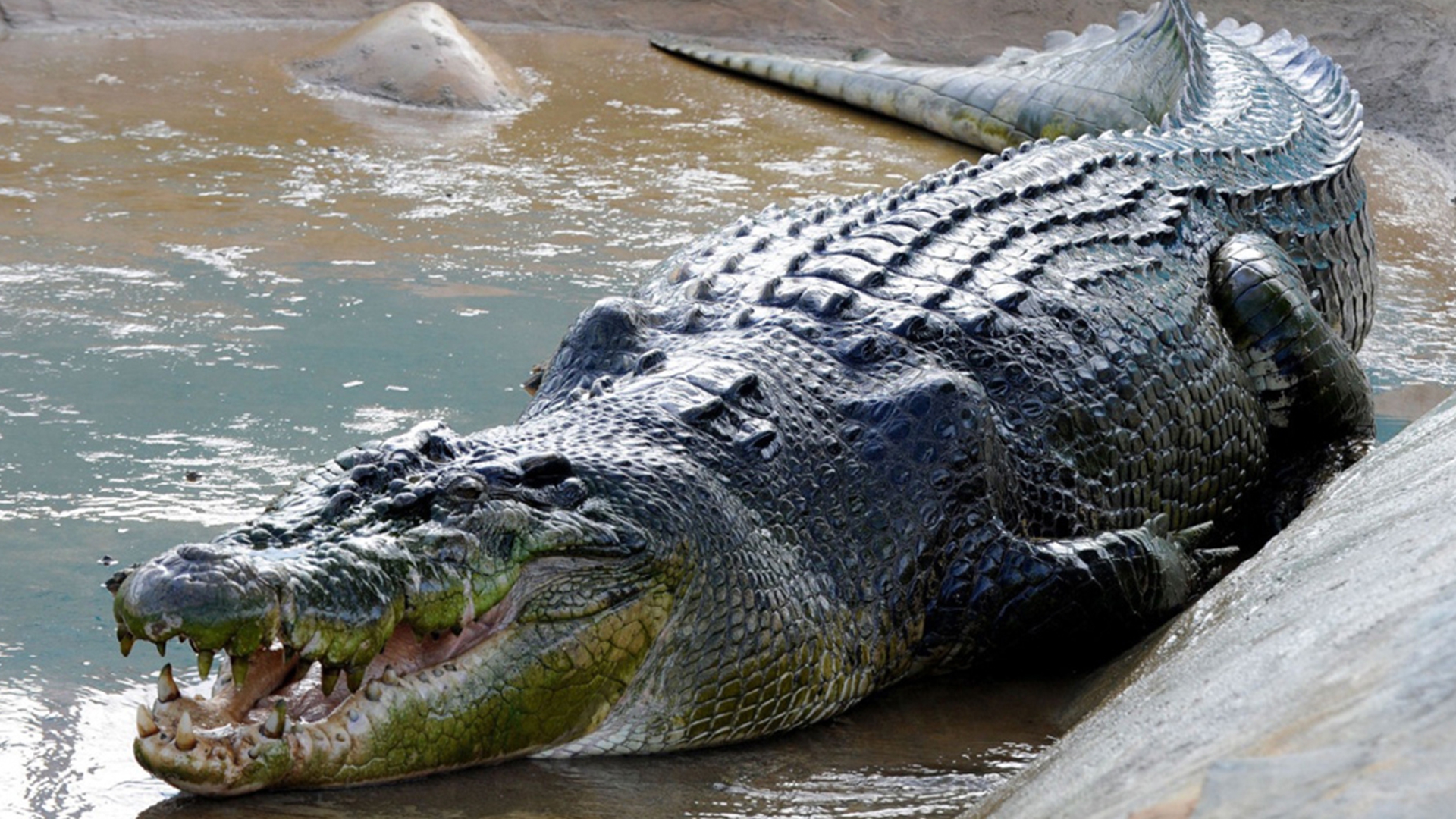 Крокодил-людоед (krokodil-ljudoed) Документальный фильм