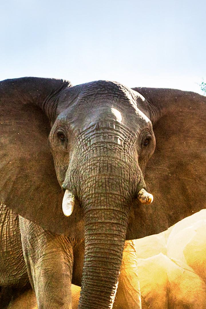 Wildes Südafrika - Der 8. Kontinent (wildes-sdafrika-der-8-kontinent) Документальный фильм