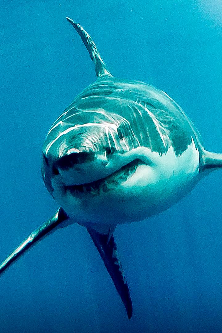 Гваделупе: зона поражения (gvadelupe-zona-porazhenija) Документальный сериал