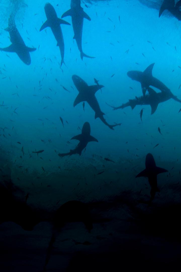 Пляж тигровых акул (pljazh-tigrovyh-akul) Документальный фильм