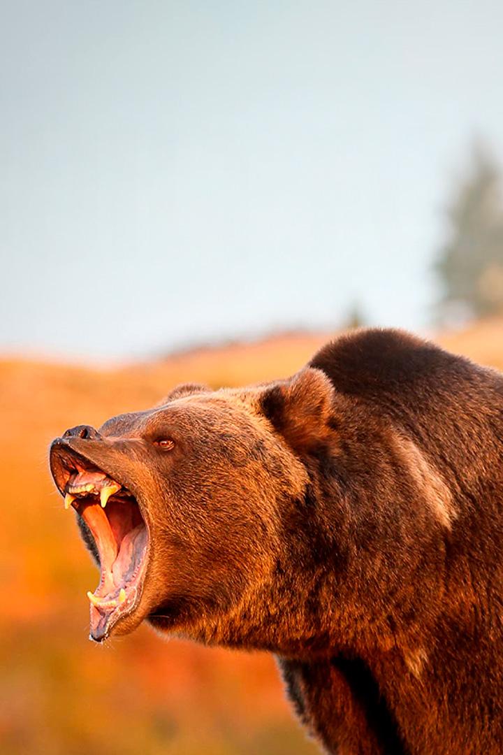 Созданные убивать (sozdannye-ubivat) Документальный сериал