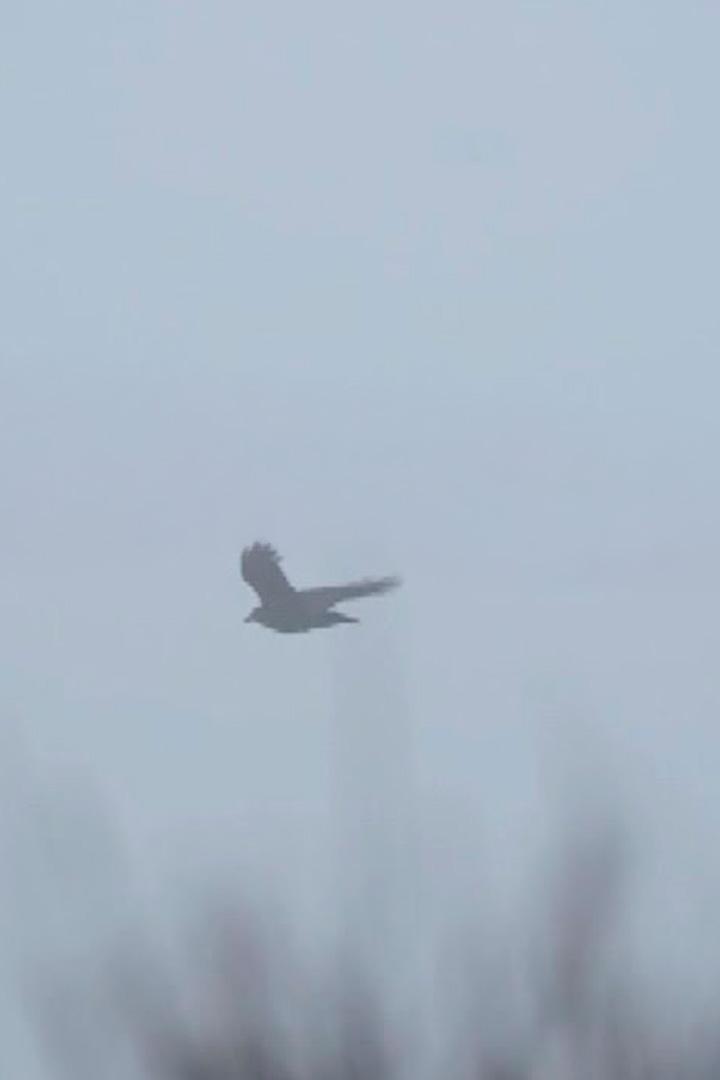 Мирний птах (mirnij-ptah) Документальный фильм