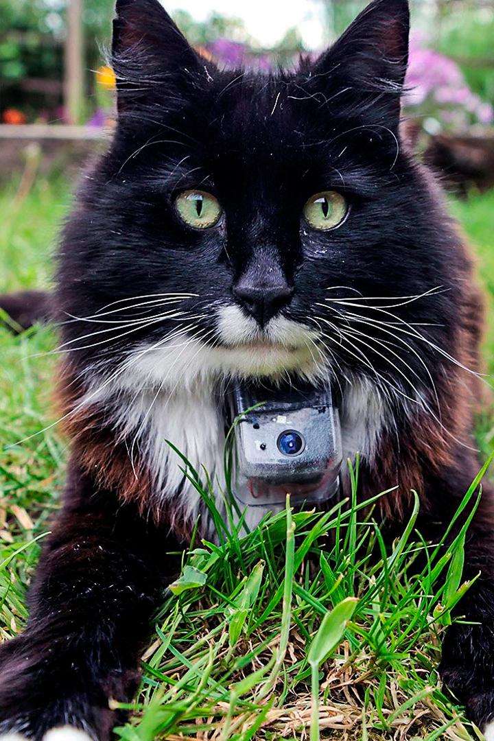 Тайная жизнь кошек (tajnaja-zhizn-koshek) Документальный фильм