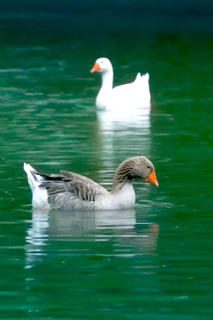 Лесная сторожка (lesnaja-storozhka) Познавательное
