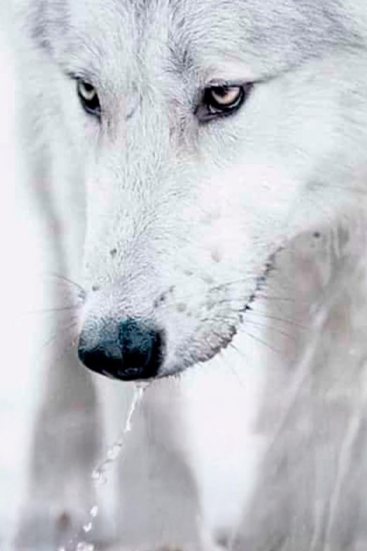 Собаки, изменившие мир (sobaki-izmenivshie-mir) Документальный фильм