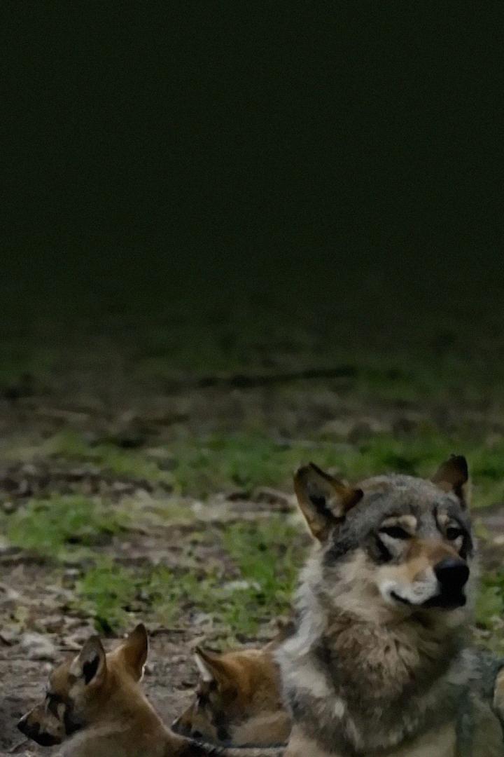 Doğanın Harika Babaları (doann-harika-babalar) Документальный фильм