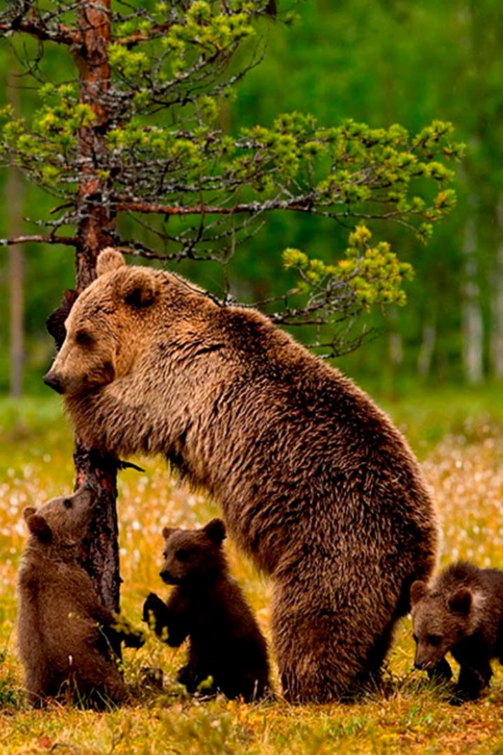 Детёныши «Йеллоустоуна» (detenyshi-jelloustouna) Документальный фильм