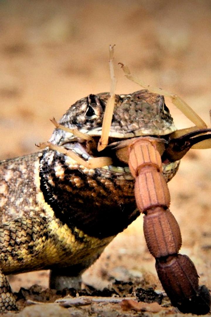 В шкуре зверя (v-shkure-zverja) Познавательное