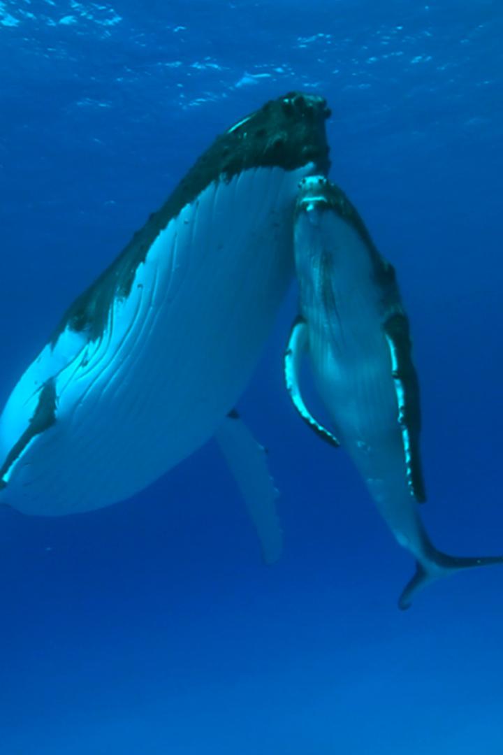 Властелины глубин (vlasteliny-glubin) Документальный сериал