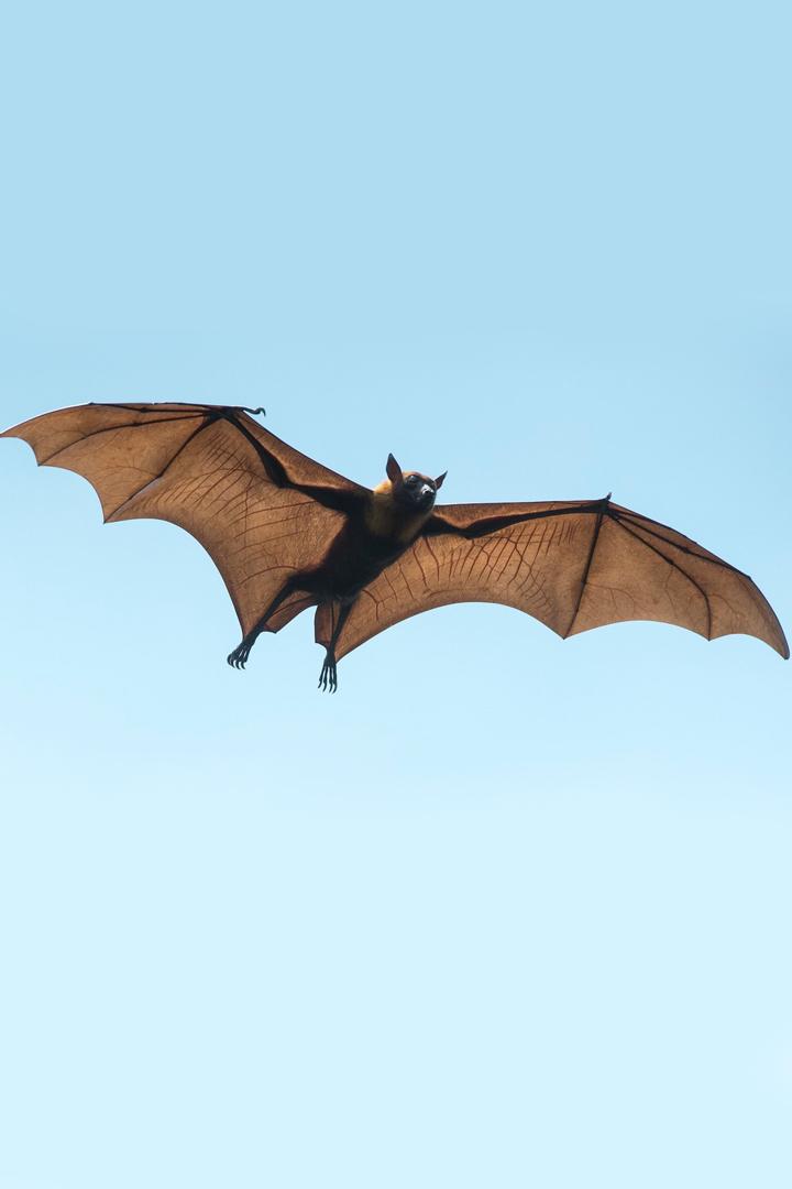 Вся правда о летучих мышах (vsja-pravda-o-letuchih-myshah) Документальный фильм