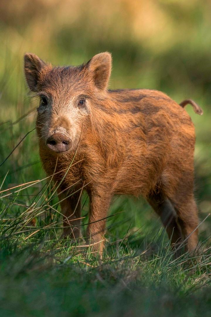 Дикая природа Франции (dikaja-priroda-frantsii) Познавательное